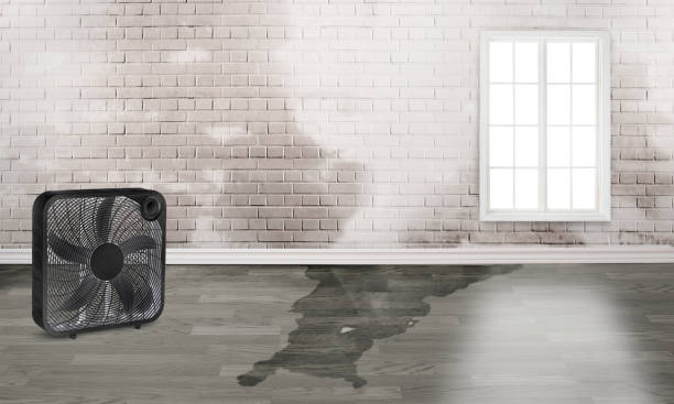 Best Local water damage restoration  in Springs, NY
